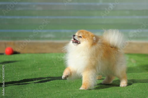 Portrait of red puppy of german spitz