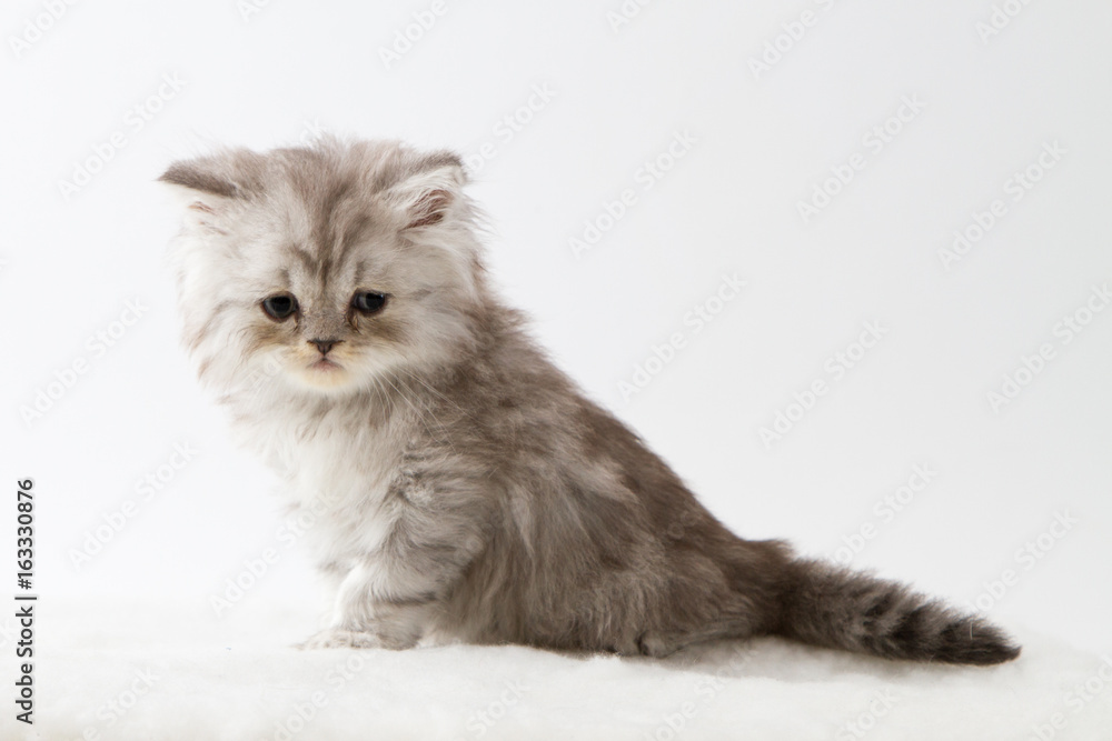 Portrait of Scottish Straight long hair kitten sitting against a white background