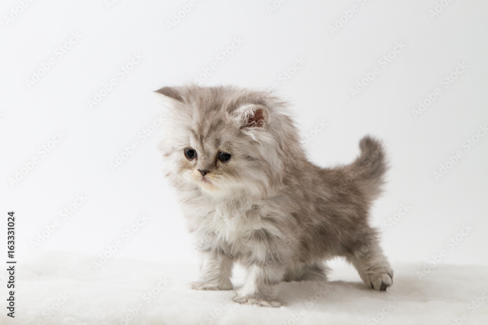 Portrait of Scottish Straight long hair kitten staying four legs against a white background