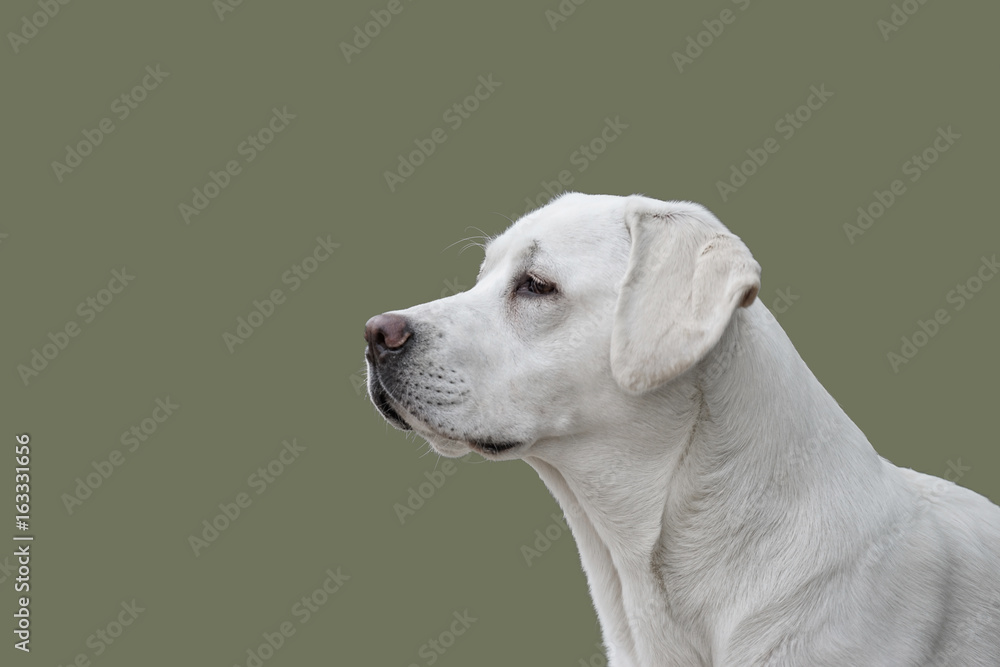 Portrait Labrador Retriever Hund vor Hintergrund mit Textfreiraum Portrait Labrador Retriever Hund vor Hintergrund mit Textfreiraum