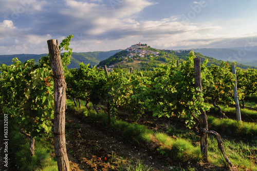 Motovun and vineyards, Istria, Croatia. photo