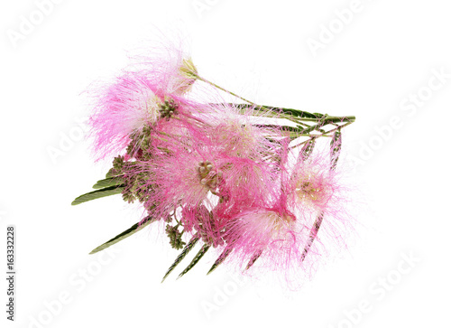 Mimosa Albizia julibrissin foliage and flowers isolated on white background photo