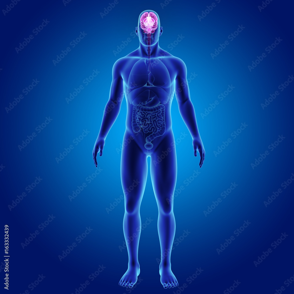 Brain with organs anterior view Brain with organs anterior view