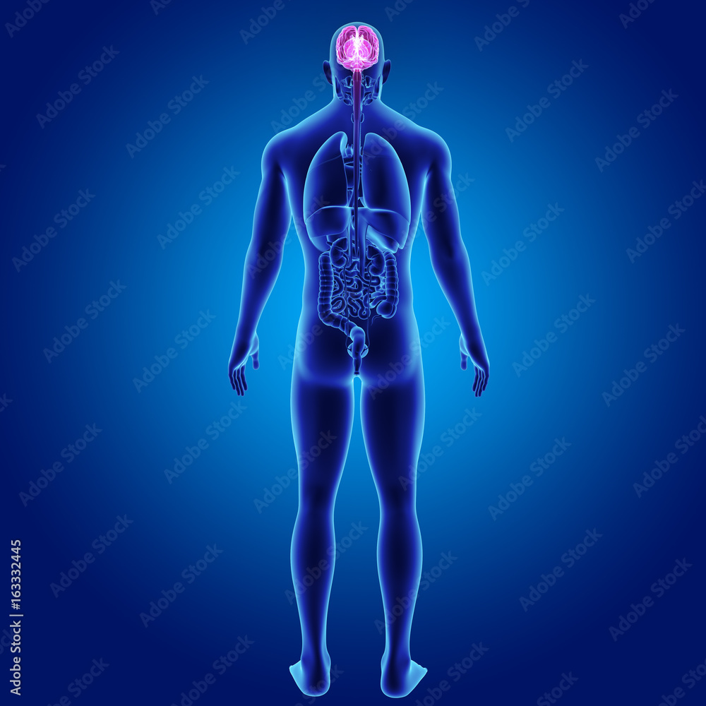 Brain with organs posterior view Brain with organs posterior view