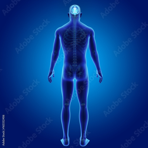 Brain with skeleton posterior view