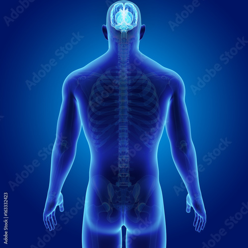 Brain with skeleton posterior view