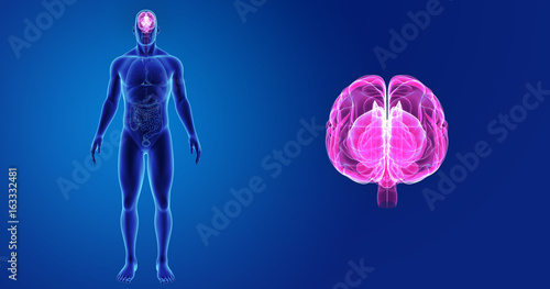 Brain zoom with organs anterior view