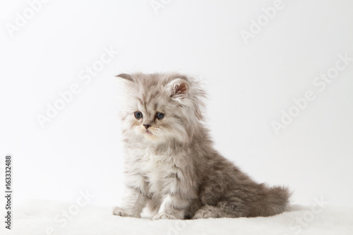 Portrait of Scottish Straight long hair kitten sitting against a white background