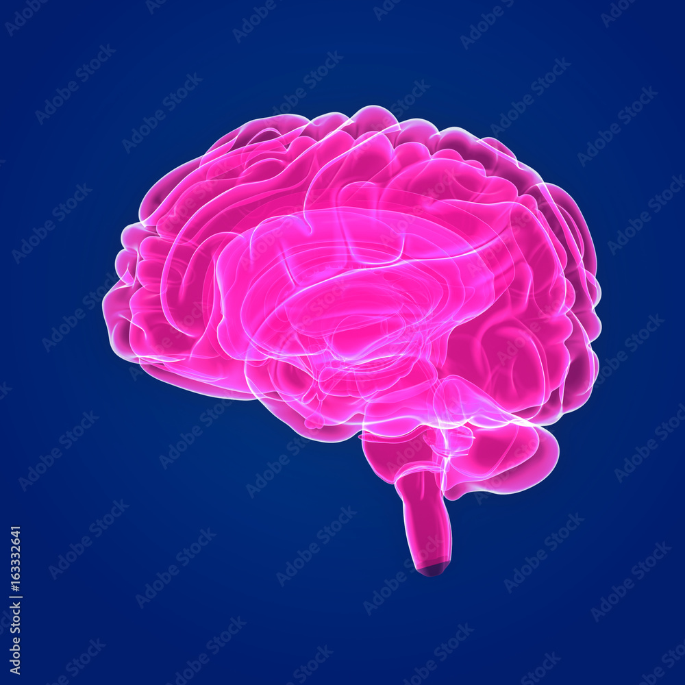 Brain lateral view Brain lateral view