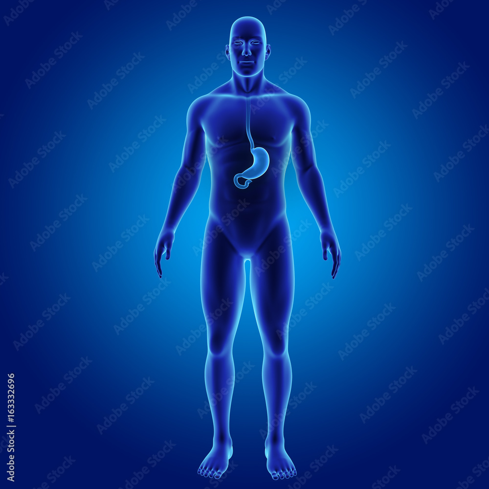 Stomach with body anterior view