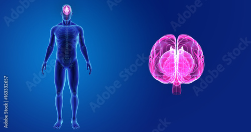 Brain zoom with skeleton anterior view