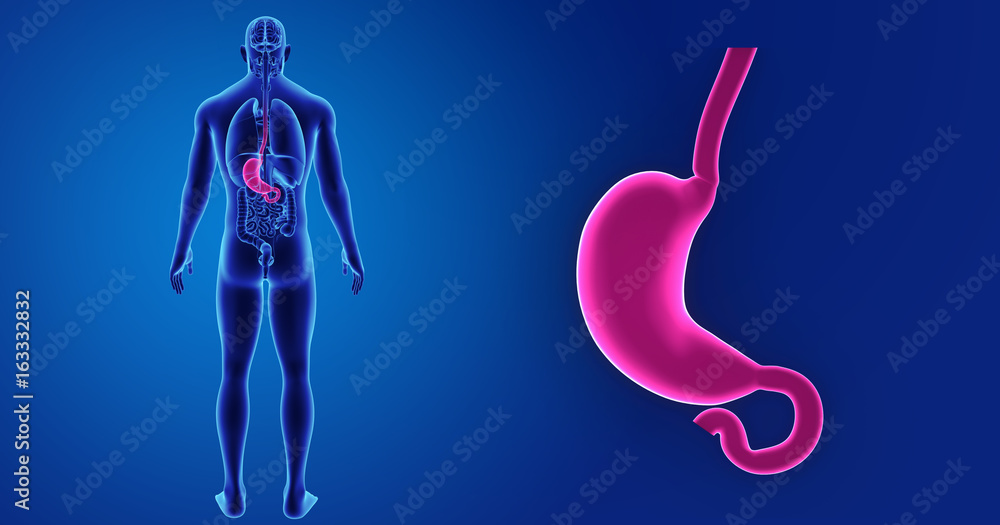 Stomach zoom with organs posterior view Stomach zoom with organs posterior view