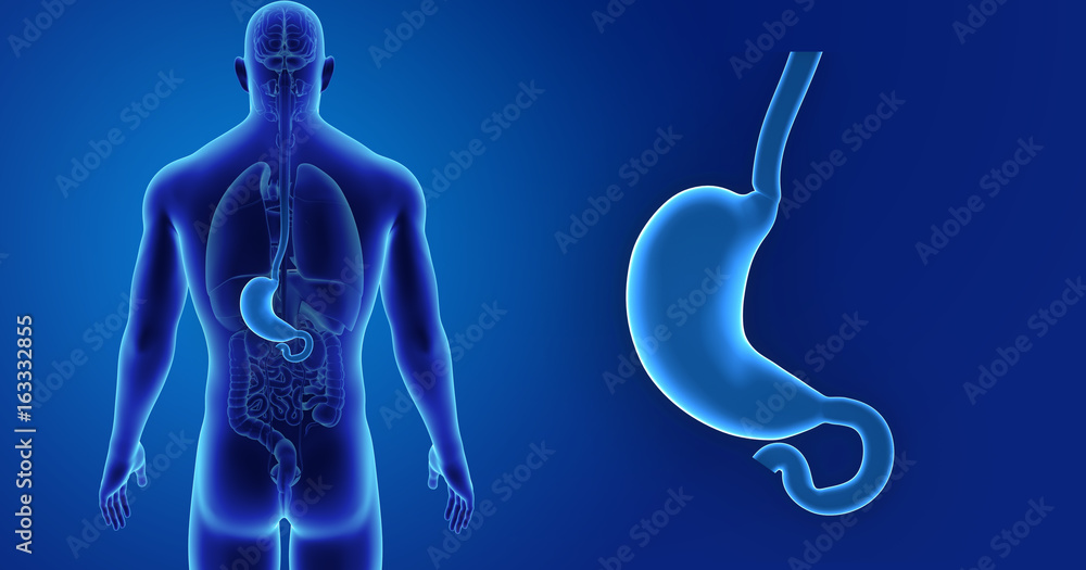 Stomach zoom with organs posterior view Stomach zoom with organs posterior view