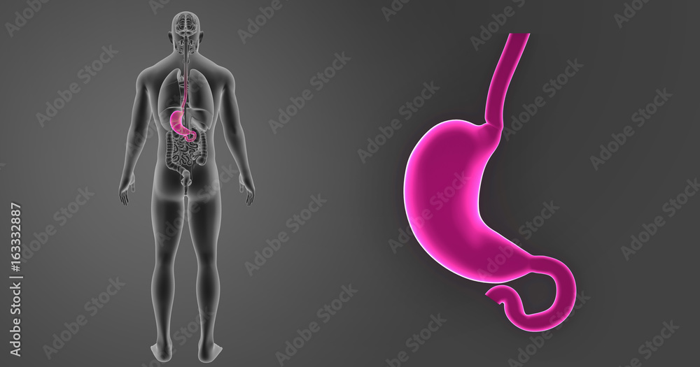 Stomach zoom with organs posterior view Stomach zoom with organs posterior view