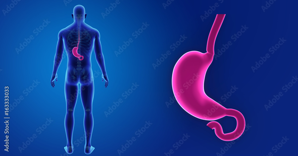 Stomach zoom with skeleton posterior view Stomach zoom with skeleton posterior view