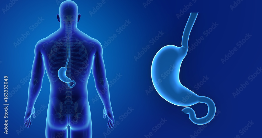 Stomach zoom with skeleton posterior view Stomach zoom with skeleton posterior view