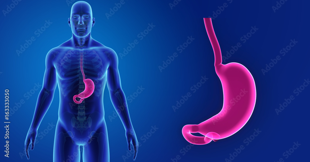 Stomach zoom with skeleton anterior view Stock Illustration | Adobe Stock