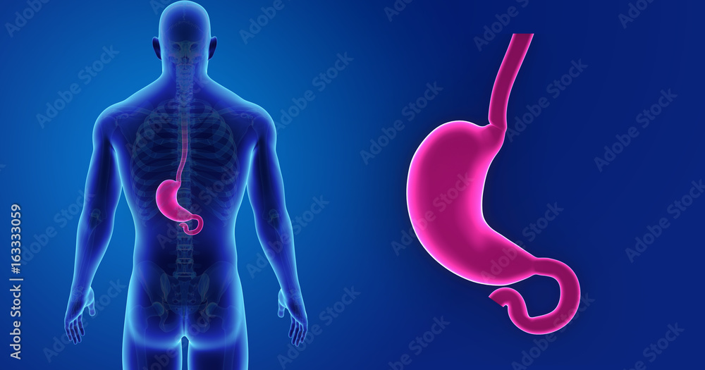 Stomach zoom with skeleton posterior view Stomach zoom with skeleton posterior view