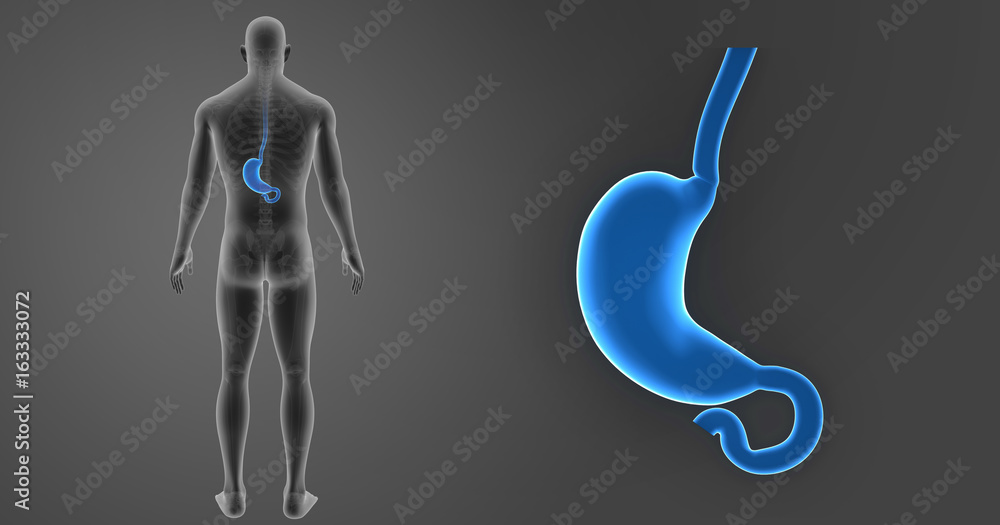 Stomach zoom with skeleton posterior view Stomach zoom with skeleton posterior view