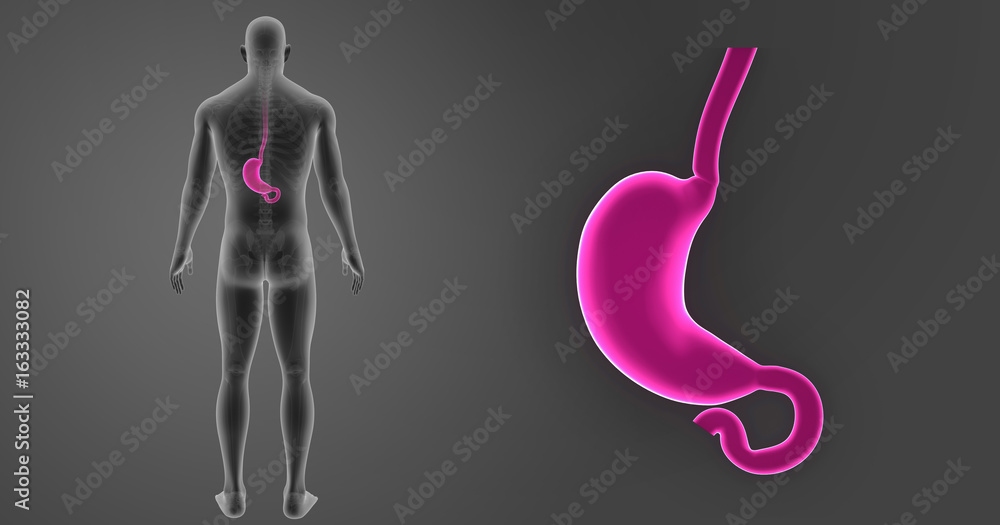 Stomach zoom with skeleton posterior view Stomach zoom with skeleton posterior view