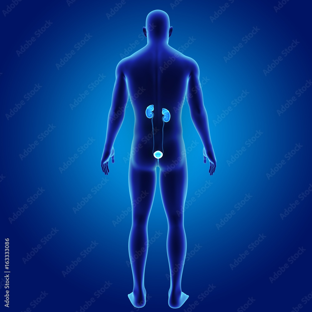 Urinary system with body posterior view Urinary system with body posterior view