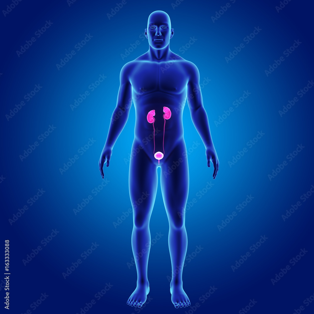 Urinary system with body anterior view Urinary system with body anterior view