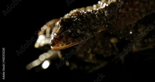 Broad-tailed Gecko or Southern Leaf-tailed Gecko (Phyllurus platurus) is a common gecko found in the Sydney Australia photo