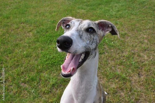 ウィペット（Whippet）