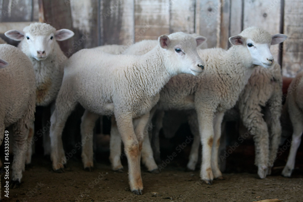 Fazenda de ovinocultura
