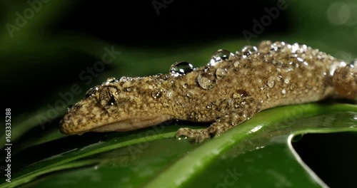 Broad-tailed Gecko or Southern Leaf-tailed Gecko (Phyllurus platurus) is a common gecko found in the Sydney Australia photo