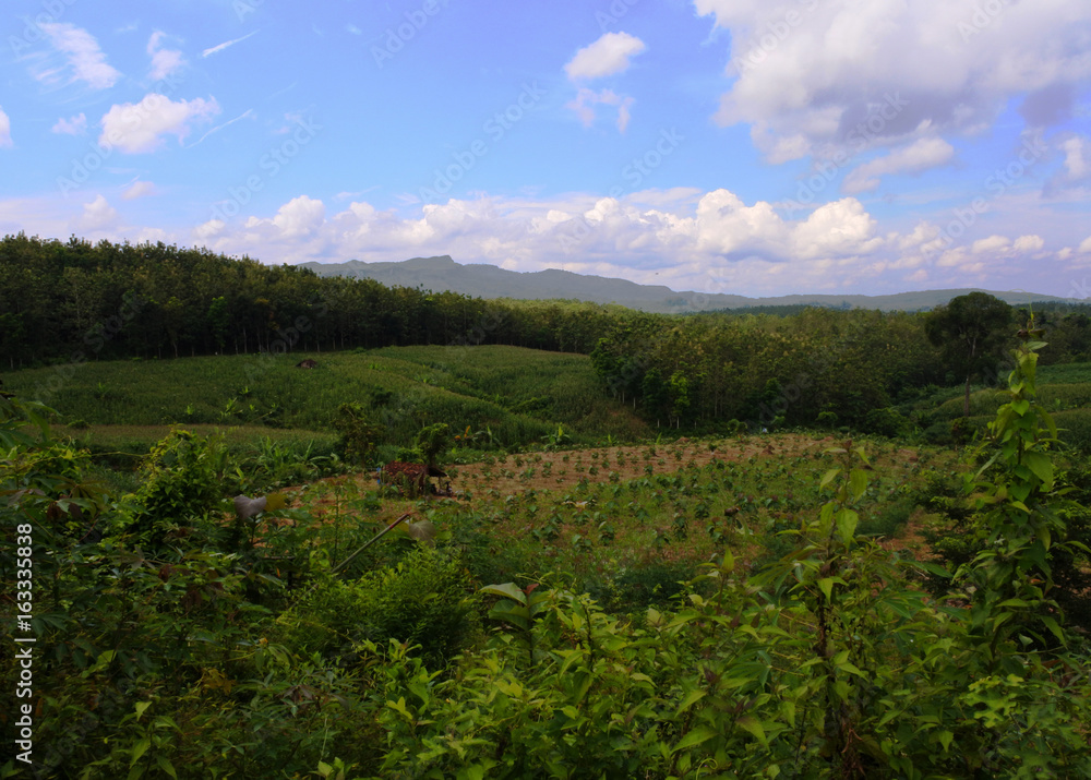 Fototapeta premium Forest landscape