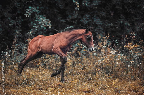 Bay foal playing on the field