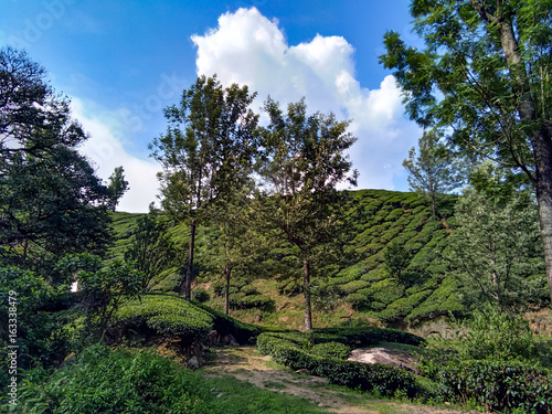 Munnar Landscape