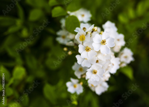 Beautiful flowers white rose in the garden. 