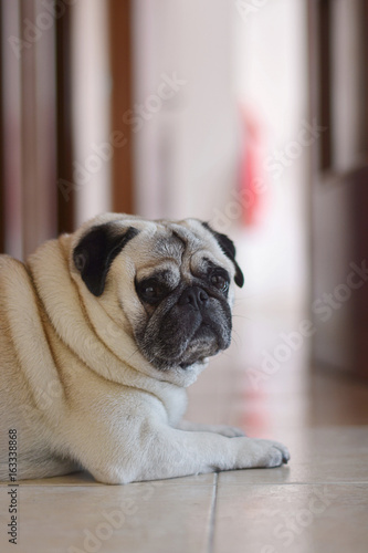Portrait of dog pug at home