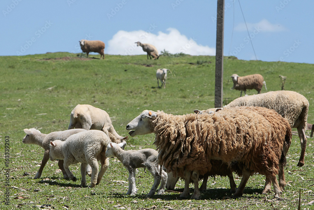 Obraz premium OVINOCULTURA