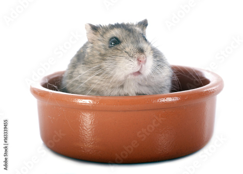 russian hamster in bowl photo