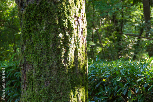 Trees with moss