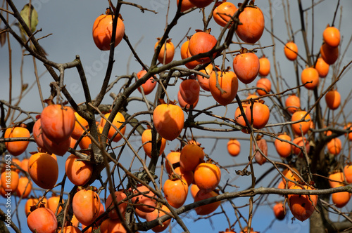オレンジに色づく、鈴なりの柿