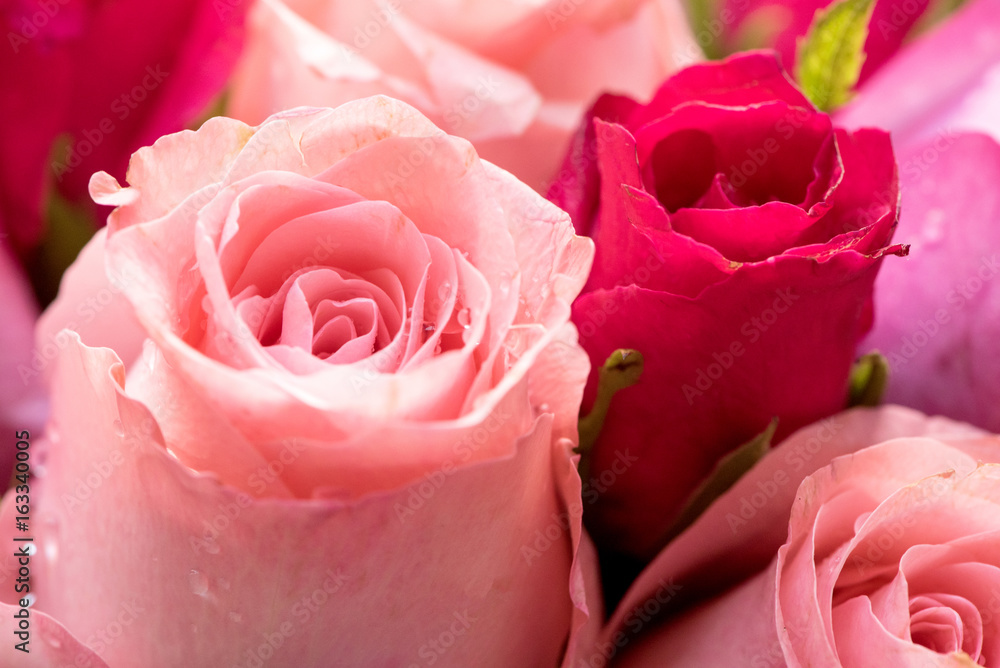 beautiful pink and red roses background,close up. beautiful pink and red roses background,close up.