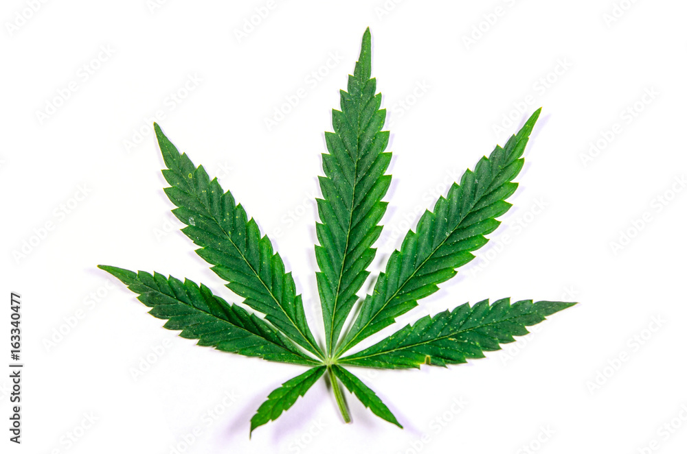 Leaf of the cannabis plant isolated on white Leaf of the cannabis plant isolated on white