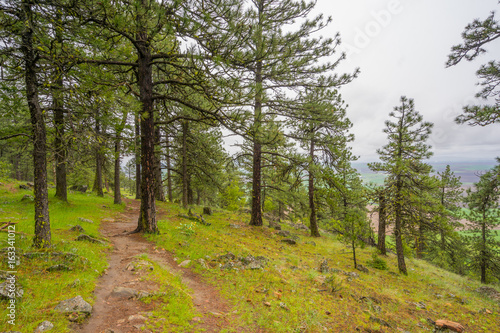 A path in the fairy green forest. Pine Ridge Trail, Kamiak Butte State Park, Whitman County, Washington, USA
