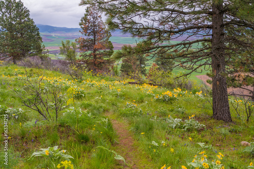 Wildflowers along a beautiful Pine Ridge Trail, Kamiak Butte State Park, Whitman County, Washington, USA photo