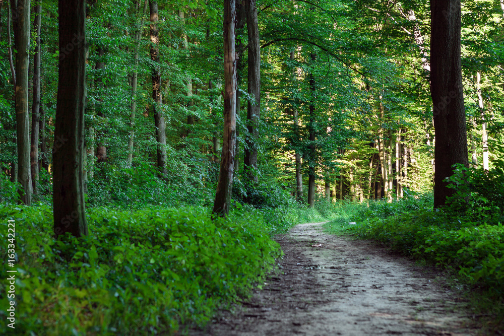 Obraz premium beautiful green forest