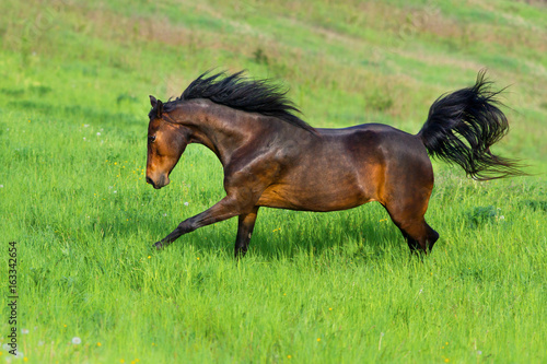 Bay horse run in motion outdoor © callipso88