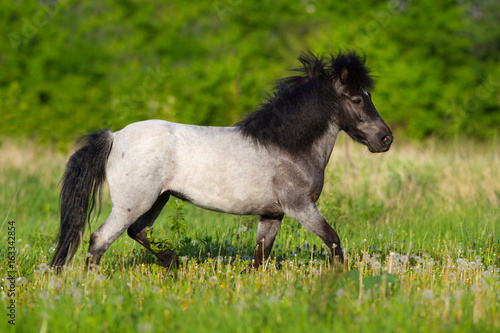 Beautiful grey pony with long mane run gallop