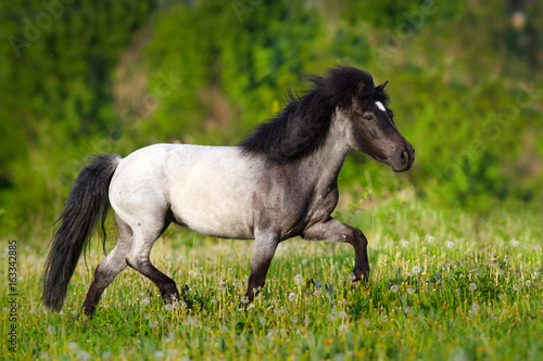 Beautiful grey pony with long mane trotting