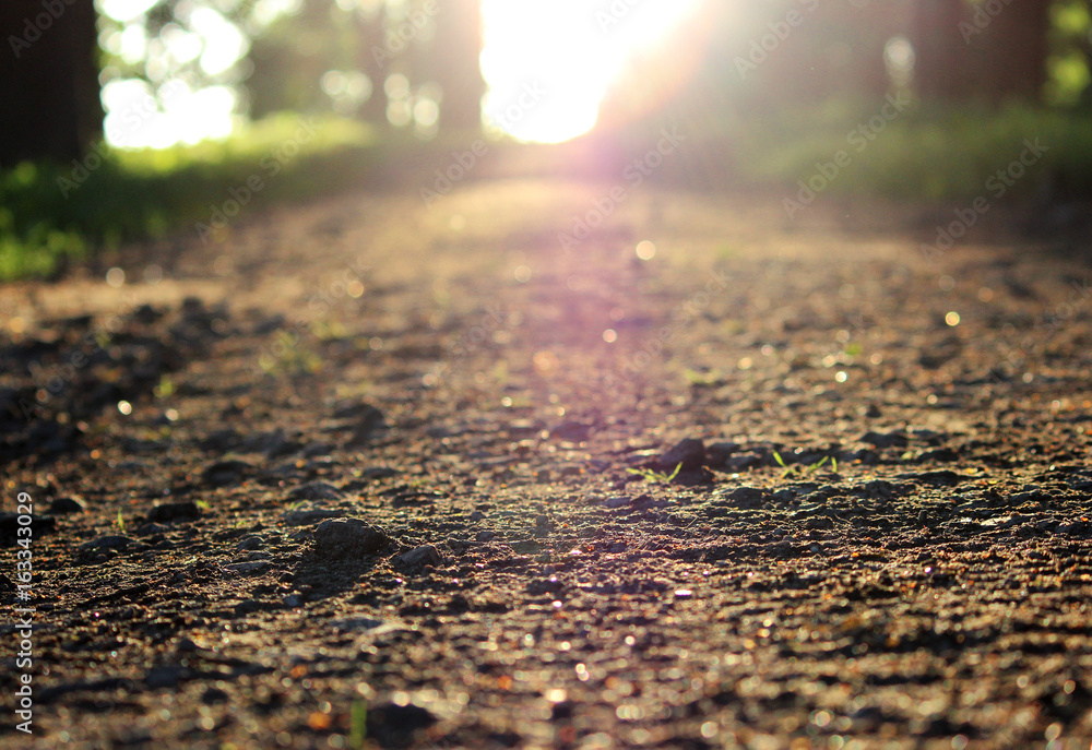 Evening Gatchina Park is lit by the summer sun.The path with gravel in the Gatchina Park from a low angle is illuminated by the setting sun. Evening Gatchina Park is lit by the summer sun.The path with gravel in the Gatchina Park from a low angle is illuminated by the setting sun.