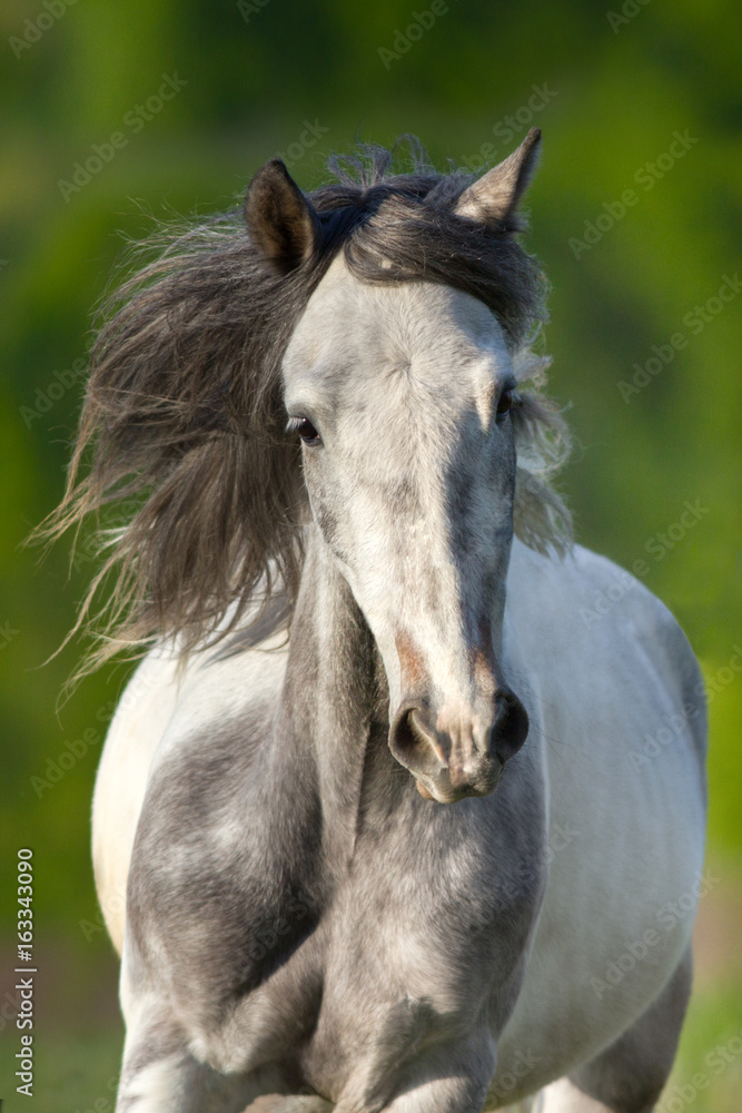 White piebald horse with long mane run gallop in green meadow
