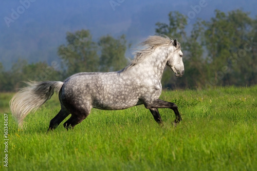 Beautiful white horse run and jump on spring field